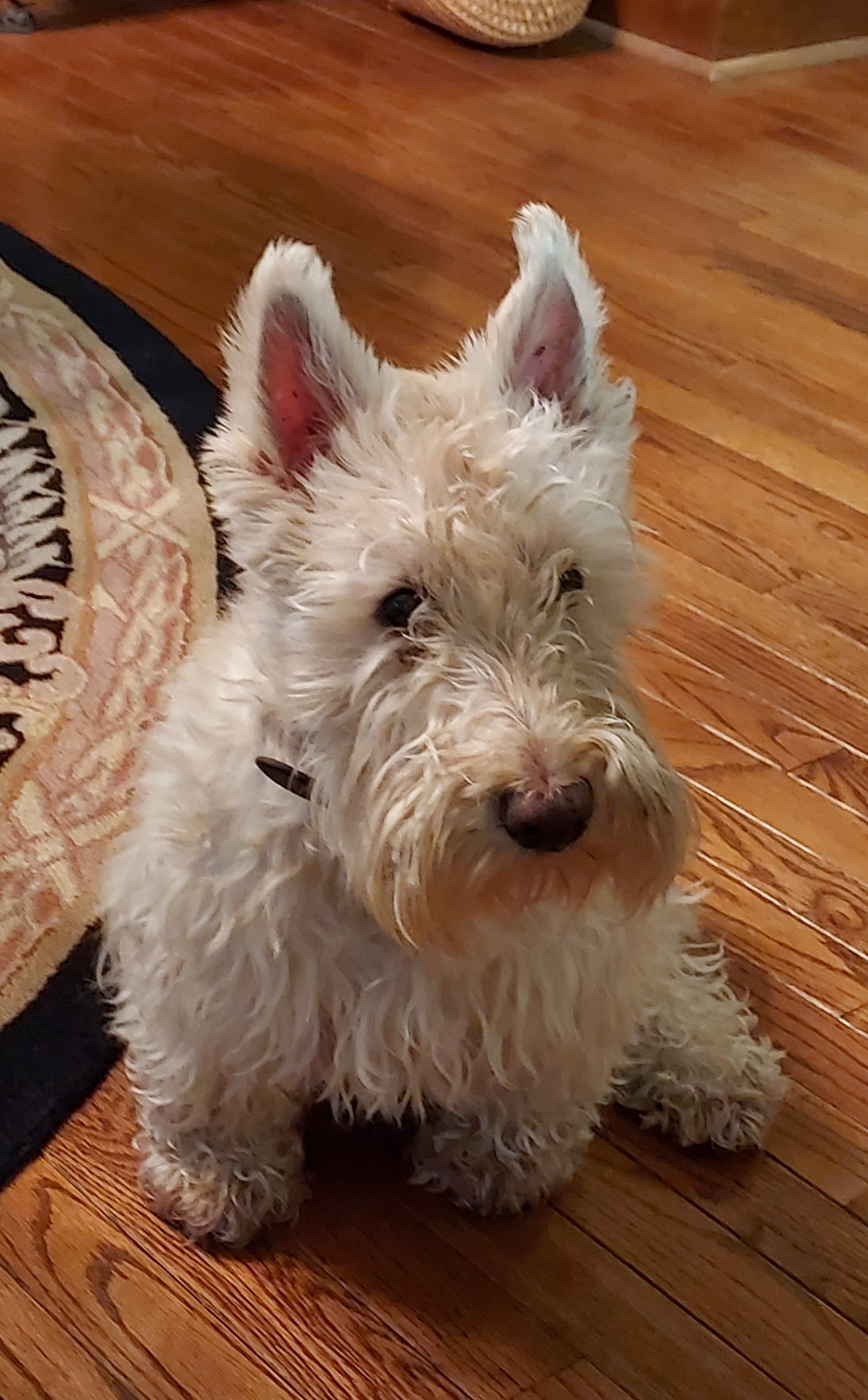 myheartdoghome